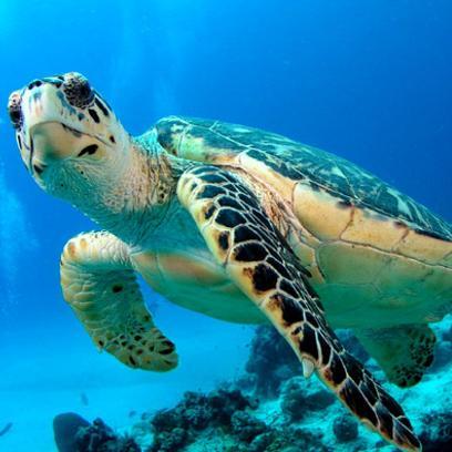 We are an ONG created to help the endangered marine turtles. Join us!