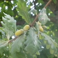 Quique (@kikemauquique) 's Twitter Profile