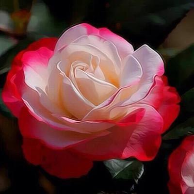 hpas9j9IpsawERQ's profile picture. 