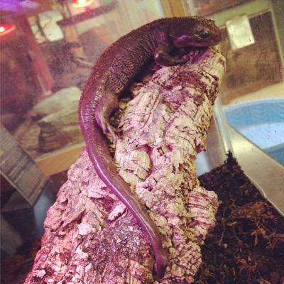 Kent State University Biology Club! Education, Conservation, Animals, and Much More! Follow us to see our animals and our projects!