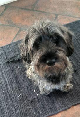 silviobroggi's profile picture. dachund doxie and bassotti