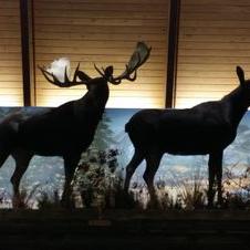 moosepleasants's profile image