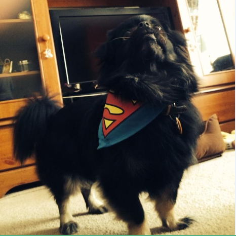 Uggasmesh's profile picture. 