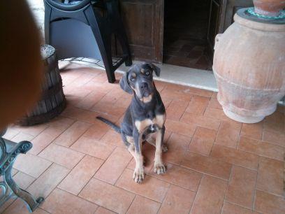 GiancarloBorgi1's profile picture. 