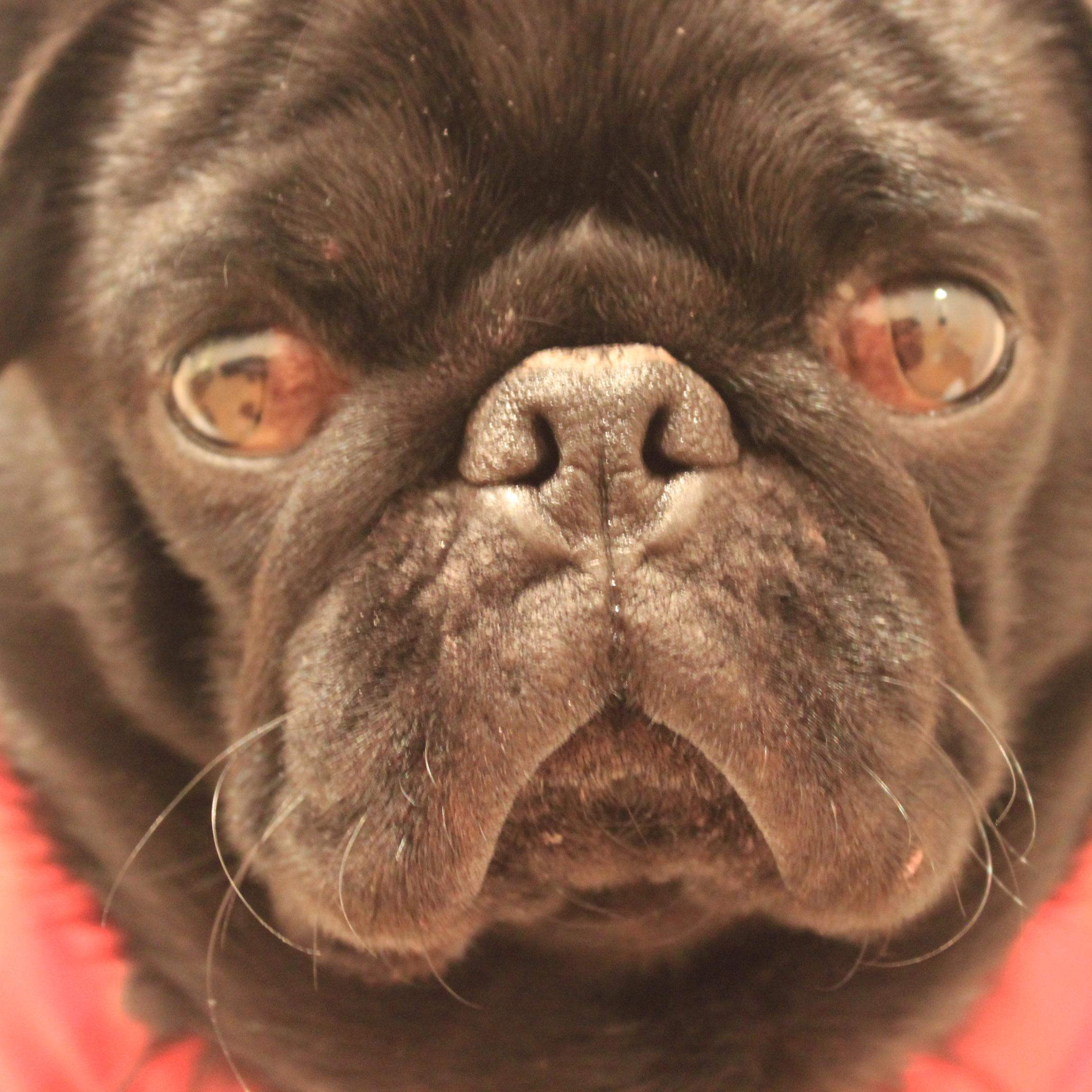 patothepug Profile Picture