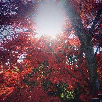 中さんと戦国大戦ととうらぶ。