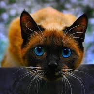Names Cirque; nice to meet you. I am a former Circus cat I enjoy making people smile.