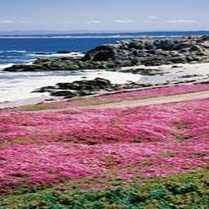 daffydame's profile picture. 