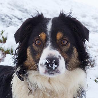 my name was Molly aka the Mollster rip 27.8.19. , my dad is @goldenorfephoto. Chester now taking over one half of the Terrible twosome with new junior pup Ozzy