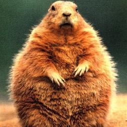 whistlepig256's profile picture. I'm fat, I eat vegetation, I live in a hole, and I whistle  when I get scared,   That's  my life. (who threw this computer down my hole?)