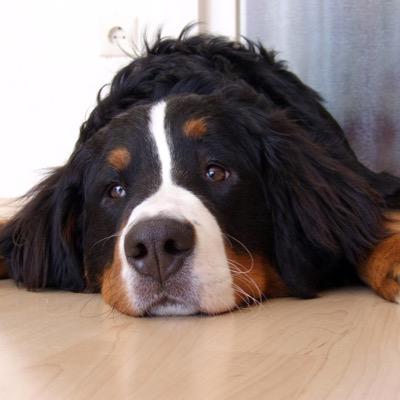 WagnerBelch's profile picture. La inteligencia nos persigue, pero somos más rápidos.