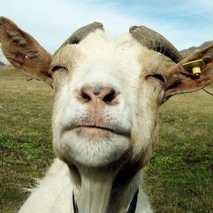 LazyDevelopers's profile picture. 