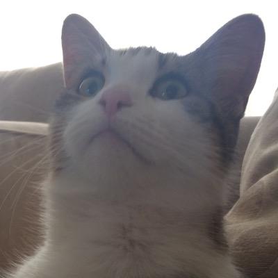 Lynx12C's profile picture. Future Surgeon, self-appointed queen of the nerds.