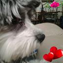 Jackie Henson - @shelanacollies1 - Twitter