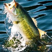 KroteJager's profile picture. KroteJagers was put together by a group of anglers in their rookie season of tournament competition. The purpose of the group was to form close friendships, hav