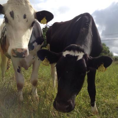 Family run dairy farm on 2 Lely A4 Robots in Galway. Sustainable dairy farming. local food and tourism. #avfc