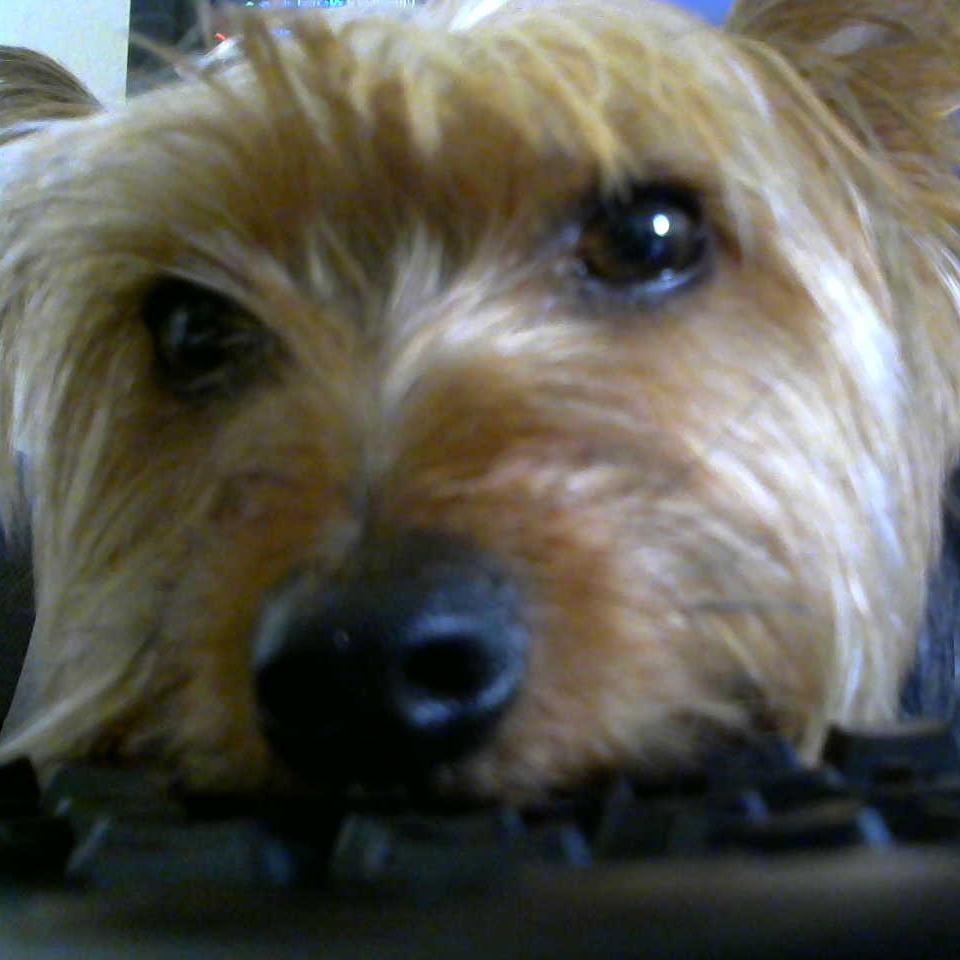 Muffinationjr's profile picture. I Play #warcraft