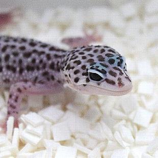 reopa_ojisan's profile picture. おっさんみたいなレオパ！のっそのっそとっても可愛いよ！