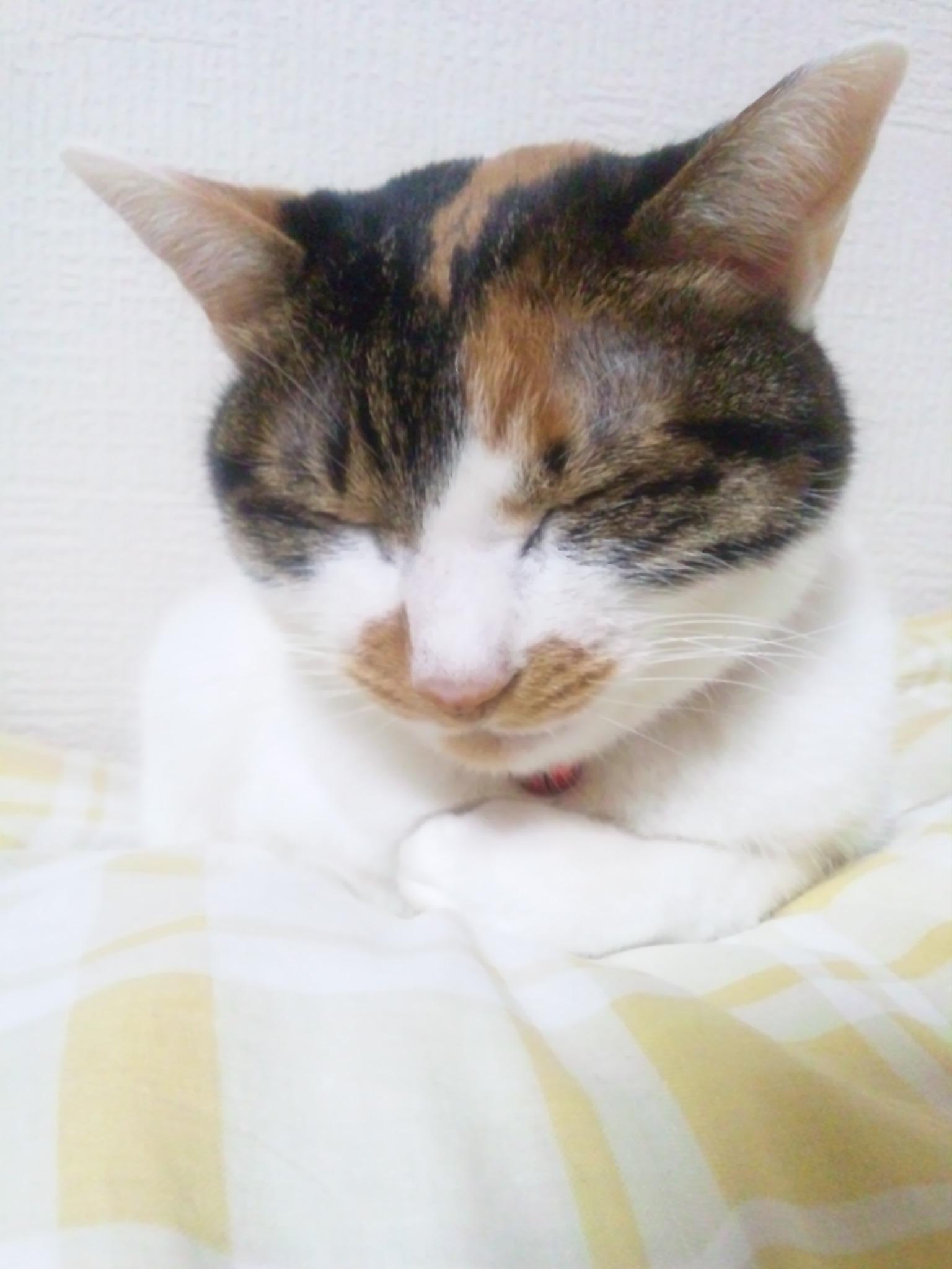 ツイキャスとかしてみたい(； ･`ω･´)