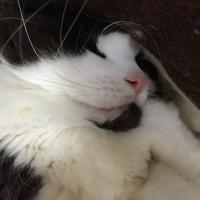 ま〜ちんぐ (@roopooneco) Twitter profile photo