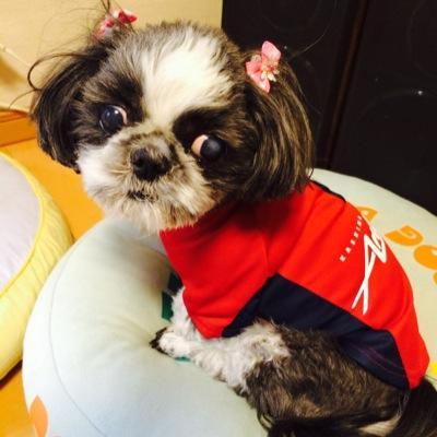 いぬになりたい