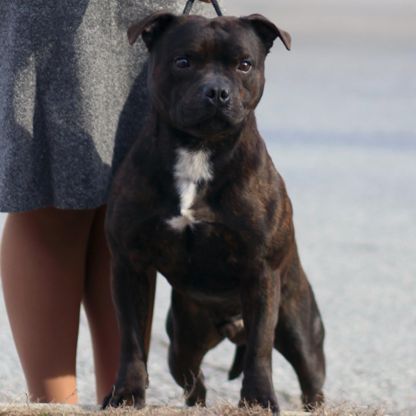 Stay at Home Mom , Breeder and Exhibitor of Staffordshire Bull Terriers