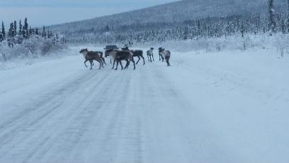 Born and raised in Missouri. I came to Alaska as a teacher in the 60s. I love the mountain man life.