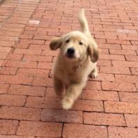 Pancake (@texaspancake) 's Twitter Profile