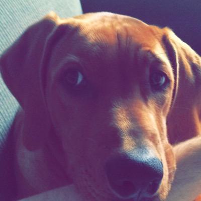 hard to tweet with paws. i live with a mutant who rubs his farts in my face n some senile old guy tht smells like crown royal. hmu if youre goin 2 the park