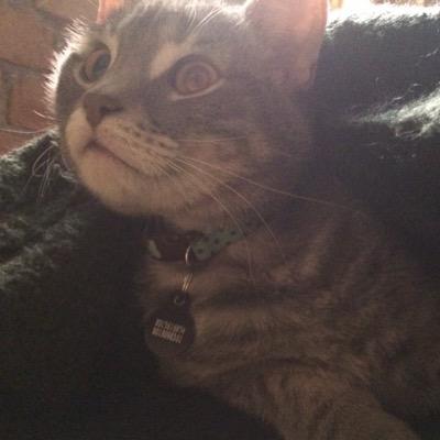 planetfritz's profile picture. My name is Fritz. I am a cat.