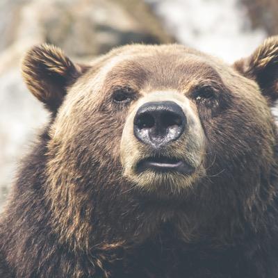 I'm everywhere. I'm your favorite design bear.