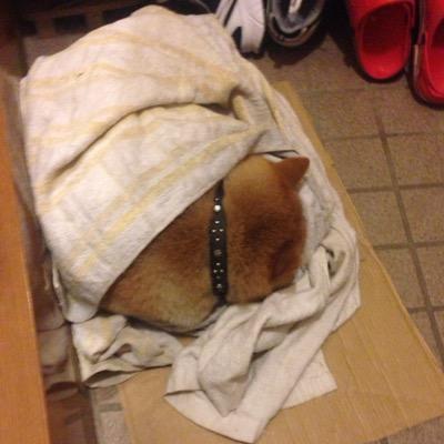 ワンコもお布団使う時代