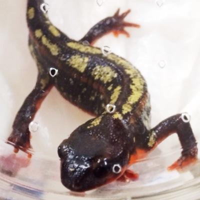 デザイン建築を受験しようと思っています。 もしよければデッサンのアドバイスをお願いします。 高3