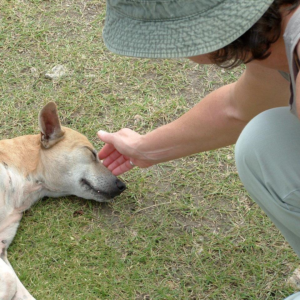 Vegan Liberal Lover of Truth and Wit. 

Think occasionally of the suffering of which you spare yourself the sight. ~Albert Schweitzer