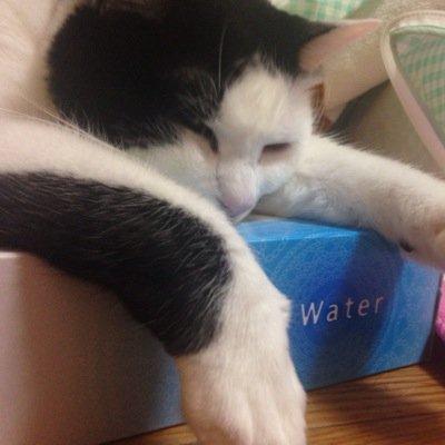 ｺﾐｭ障の20↑ T2沼  弱ﾍﾟﾀﾞ/HQ/黒ﾊﾞｽ/ﾀﾞｲﾔ/ごちうさ/変猫/ﾉｹﾞﾉﾗ/きんﾓｻﾞ/ﾗﾌﾞﾗｲﾌﾞ。絹ごし豆腐ﾒﾝﾀﾙのﾋﾞﾋﾞﾘです|_･`) ｺﾐｭ障で無言ﾌｫﾛ-ふぁぼRT多めです。すみません。お絵描き初心者です。