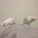 Bethany Hancock - @junglegal2000 - Twitter