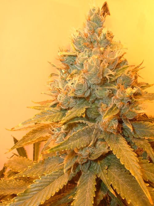 ShitAStonerSays's profile picture. Stoners have a voice! It just doesn't always make a lot of sense. #StonerSays