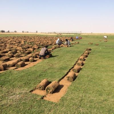 noadd4's profile picture. نقوم بتوفير جميع أنواع الثيل وارسالها الى جميع انحاء المملكة بأسعار مناسبة ، ولدينا أشجار فواكة مثمرة واشجار زينه داخلية وخارجية .