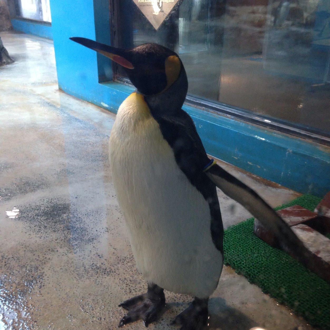 やばやば