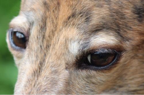 Married, proud Mum of 3, love 'em all. Miss my Greyhound girlie. Crafty lady who loves Christmas & chocolate but doesn't love spiders or bad manners