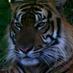 Sumatran Tiger (@sumateratiger) Twitter profile photo