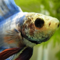 シュモ (@betta0) 's Twitter Profile