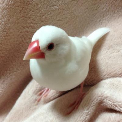 親ぶん（愛知県在住）、シロ（14年8月20日←推定〜22年10月26日）、2代目：茶々（23年6月12日〜）