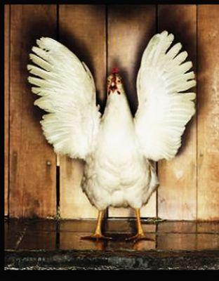 ciao sono una bella gallinella e mi piace beccare nel pollaio.