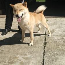 北海道犬保存会と協会の会員 Yamaotokosa Twitter