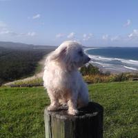 Ginny (@ginny_higgins) 's Twitter Profile