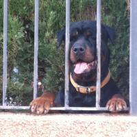 Pablo Capdevila (@pablito005) 's Twitter Profile