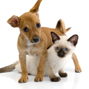 Pets which answer the same purpose as a husband. Dog which growls every morning, a parrot which swears all afternoon and a cat that comes home late at night.