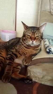 猫まみれさんのプロフィール画像