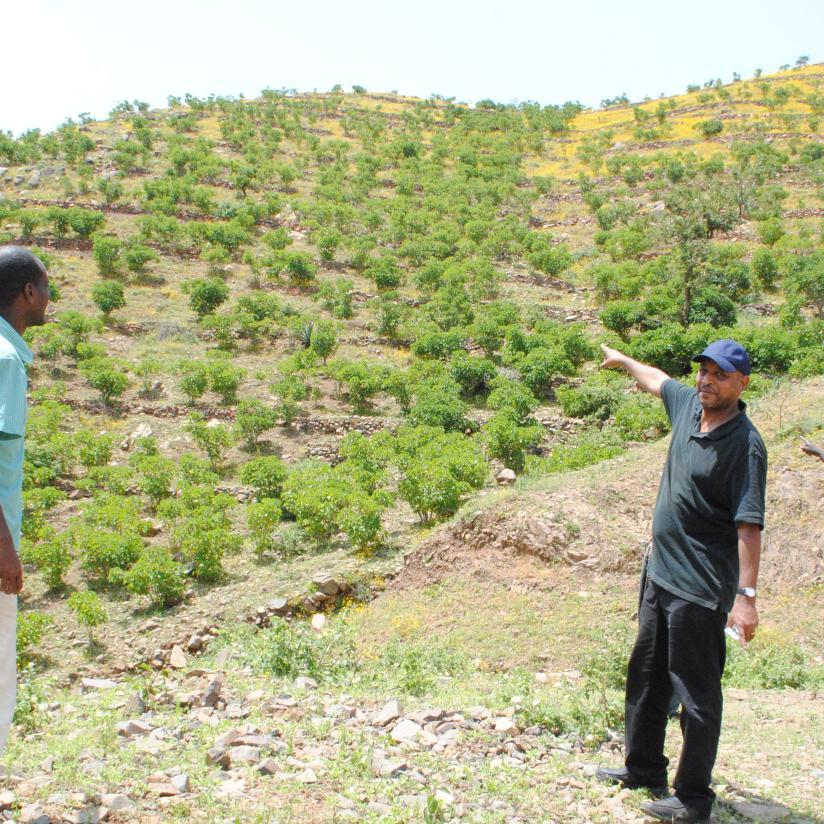 API is one of the largest #Biodiesel farms in the world. We have a 1.4 m hectares (3.5m acres) farm 1/3 planted with Jatropha.